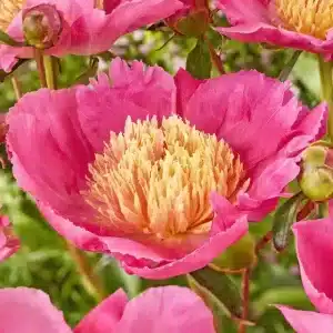Peony Flame 1 buc