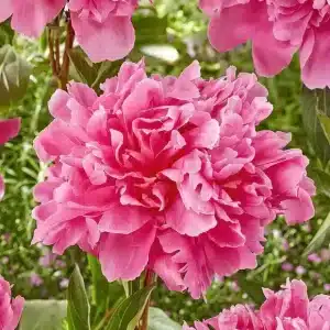 Peony Kansas 1 buc