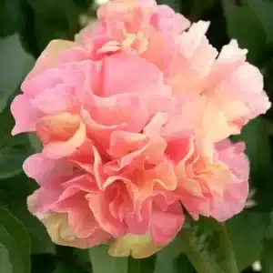 Peony Lois Choice 1 buc