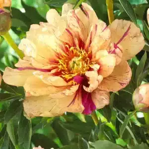 Peony Lollipop 1 buc