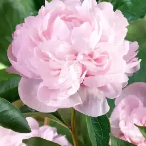 Peony Nancym Nora