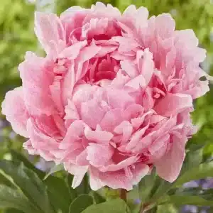 Peony Pietertje Vriend Wagenaar 1 buc