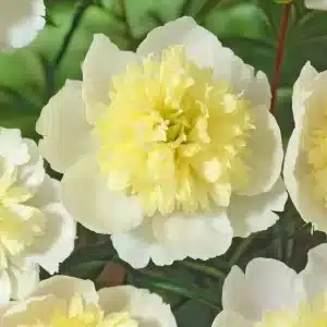 Peony Primevere 1 buc