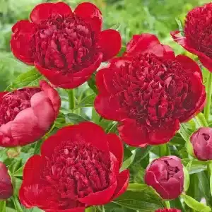 Peony Red Charm 1 buc