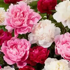 Peony Rosette Collection 3 buc