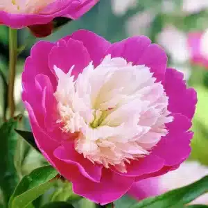 Peony Santa Fe