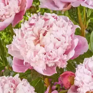 Peony Shirley Temple