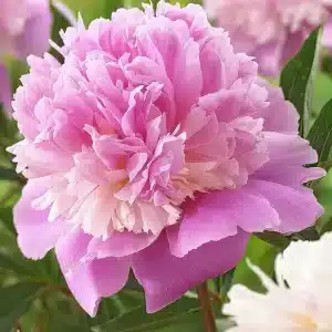 Peony Sorbet