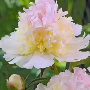 Peony Top Brass