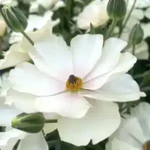 Ranunculus Butterfly Keramos 9 buc