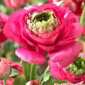 Ranunculus Reinette Pink 9 buc