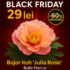 Bujor Itoh ‘Julia Rose’-1 rizom premium