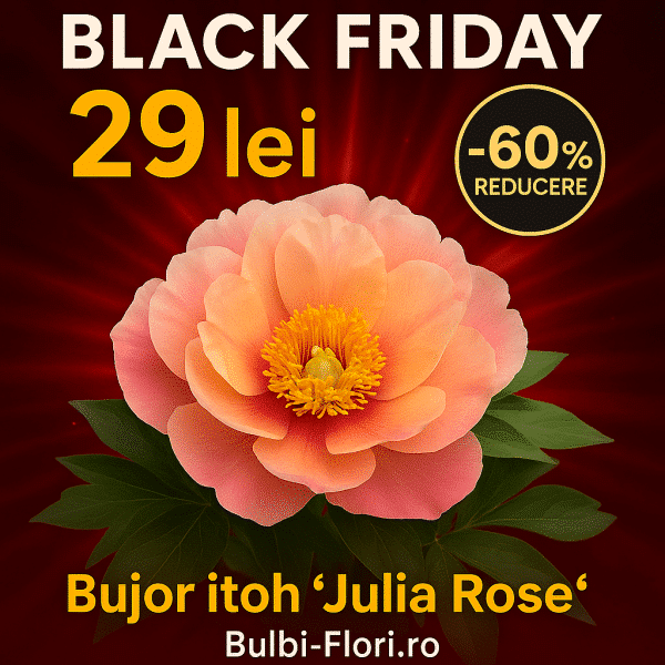 Bujor Itoh ‘Julia Rose’-1 rizom premium