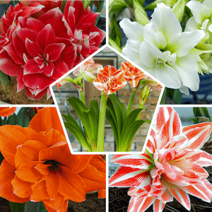 Amaryllis Double Collection 5 bulbi