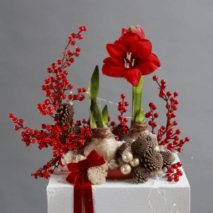 Aranjament Amaryliis vis de iarnă