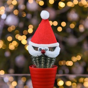Cactus decorated