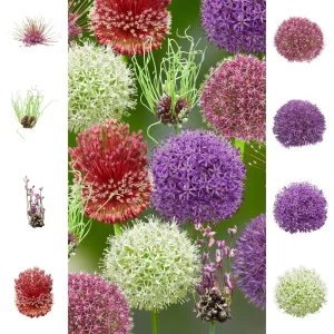 Alliums Collection 2025 Rainbow 16 bulbi