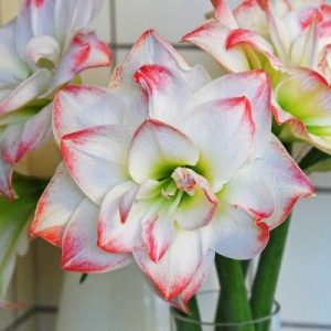 Amaryllis amadeus candy