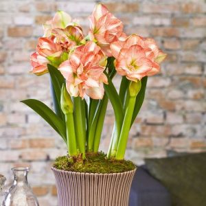 Amaryllis beautiful emotion