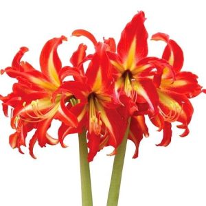 Amaryllis swazi