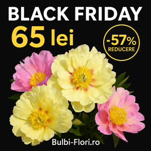 Bujor Itoh ‘Lemon Dream’-rizom premium