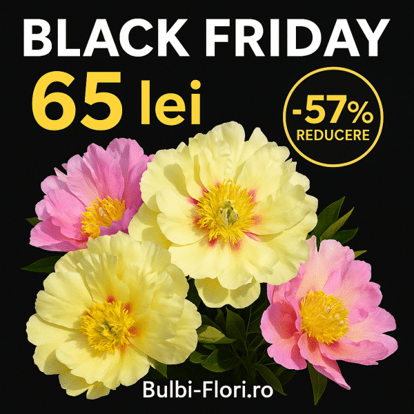 Bujor Itoh ‘Lemon Dream’-rizom premium