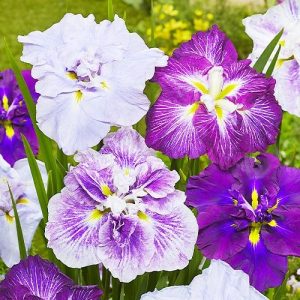 Iris Ensata Dinner  Mix 5 buc