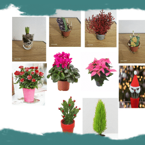 Set 10 Produse aranjamente si flori la ghiveci