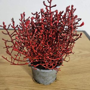 Calocephalus Red