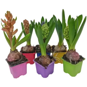 zambile in ghiveci mixt -set 5 ghivece