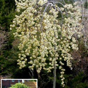 caprea kilmarnock salcie curgatoare Salix caprea pendula
