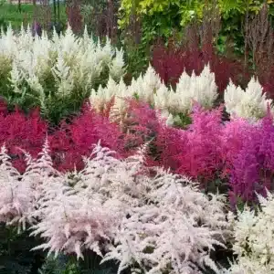 mix bulbi(rizomi) ASTIBE 10 BUC