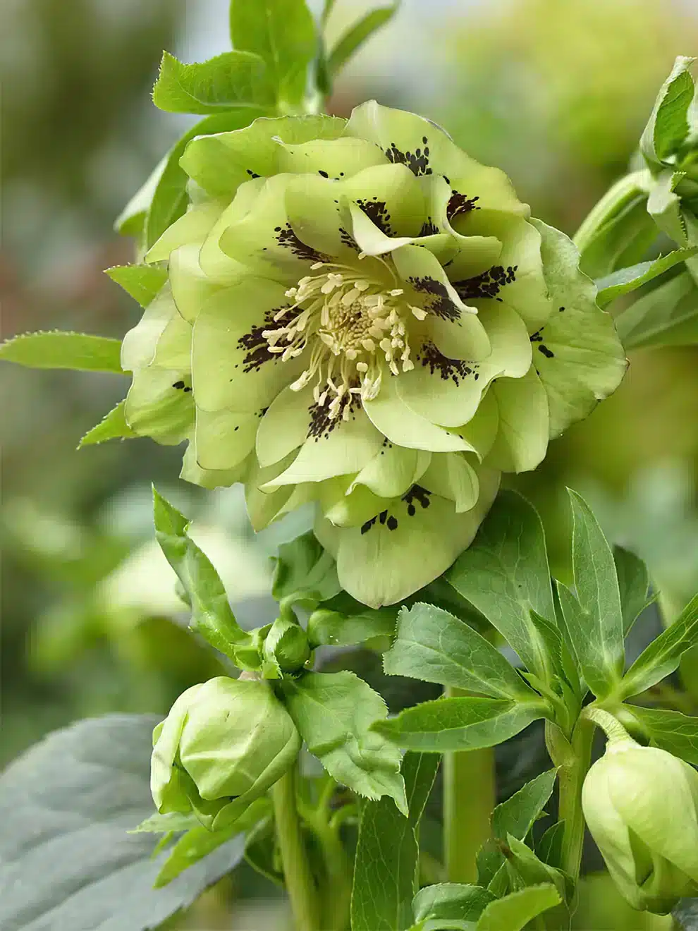 Helleborus Double Ellen Green - imagine 2