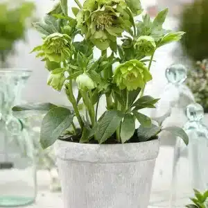 Helleborus Double Ellen Green