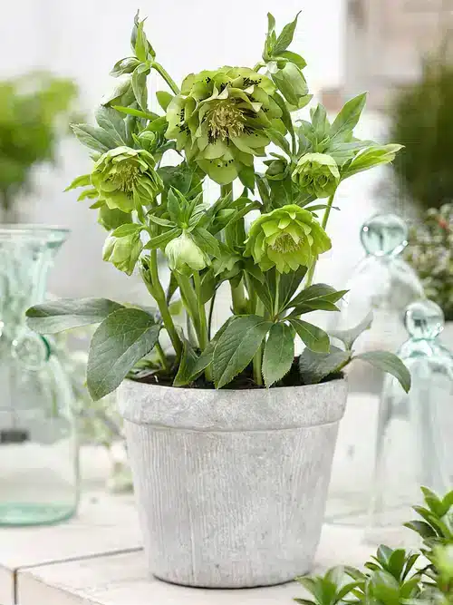 Helleborus Double Ellen Green