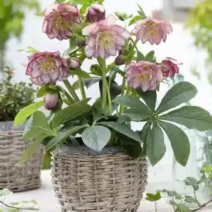 Helleborus Double Ellen Picotee