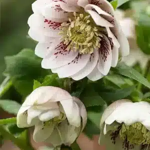 Helleborus Double Ellen Pink Spotted