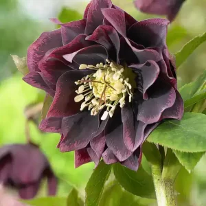 Helleborus Double Ellen Purple