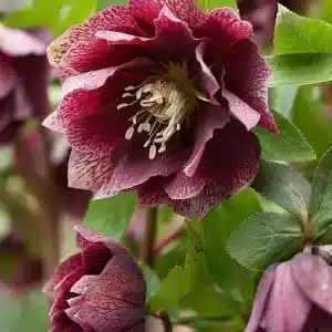 Helleborus Double Ellen Red