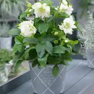 Helleborus Double Ellen White parfumat