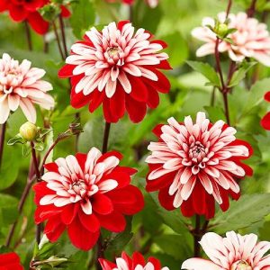 dalia pacific time 3 bulbi(rizomi)/pachet