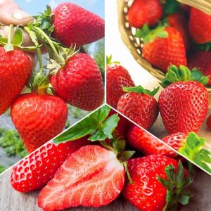 SET CAPSUNI STOLONI REMONTANTI 9 STOLONI 3 SOIURI