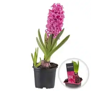 zambila roz in ghiveci