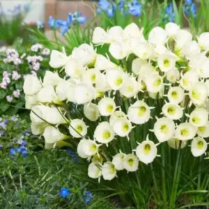 narcise Artic bells bulbocodium 10 bulbi