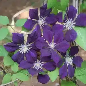 Clematis Étoile Violette
