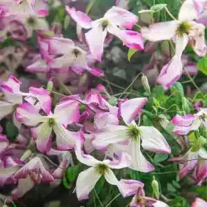 Clematis I Am Lady – Clematită Elegantă pentru Grădina Ta