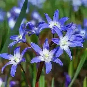 steaua zapezii-Chionodoxa forbesii pachet 20 bulbi