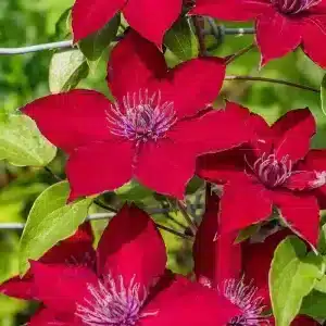Clematis Nubia Boulevard®