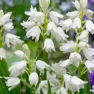 zambila spaniola alba -10 bulbi