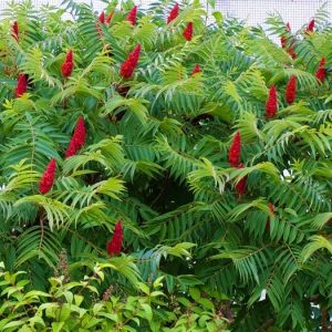Sumac decorativ (Rhus typhina) – Arbust ornamental rezistent
